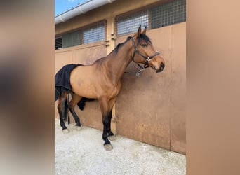 Oldenburgo, Caballo castrado, 9 años, 174 cm, Castaño