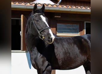 Oldenburgo, Caballo castrado, 9 años, 174 cm, Negro