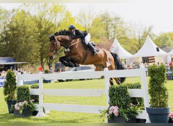 Oldenburgo, Caballo castrado, 9 años, 176 cm, Castaño