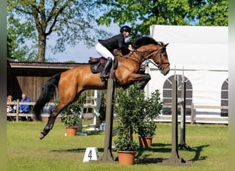 Oldenburgo, Caballo castrado, 9 años, 176 cm, Castaño