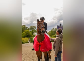 Oldenburgo, Caballo castrado, 9 años, 177 cm, Castaño
