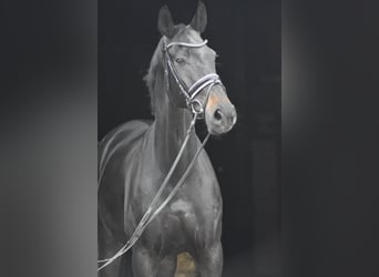 Oldenburgo, Caballo castrado, 9 años, 178 cm, Morcillo