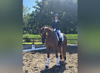 Oldenburgo, Caballo castrado, 9 años, 179 cm, Alazán