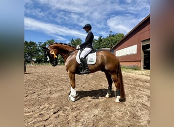 Oldenburgo, Caballo castrado, 9 años, 179 cm, Alazán