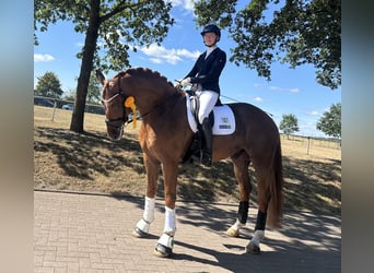 Oldenburgo, Caballo castrado, 9 años, 179 cm, Alazán