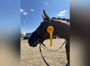 Oldenburgo, Caballo castrado, 9 años, 179 cm, Alazán
