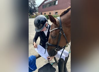 Oldenburgo, Caballo castrado, 9 años, 179 cm, Alazán