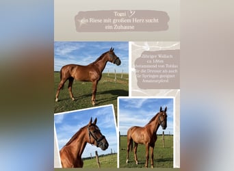 Oldenburgo, Caballo castrado, 9 años, 185 cm, Alazán
