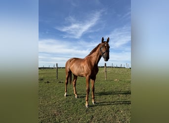Oldenburgo, Caballo castrado, 9 años, 185 cm, Alazán