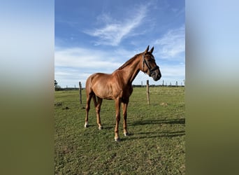 Oldenburgo, Caballo castrado, 9 años, 185 cm, Alazán