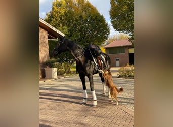 Oldenburgo, Caballo castrado, 9 años, 187 cm, Castaño oscuro