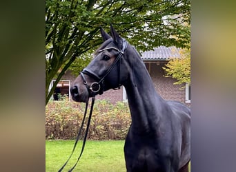 Oldenburgo, Caballo castrado, 9 años, 187 cm, Castaño oscuro