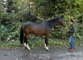 Oldenburgo, Caballo castrado, 9 años