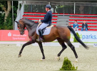 Oldenburgo, Semental, 10 años, 170 cm, Castaño oscuro