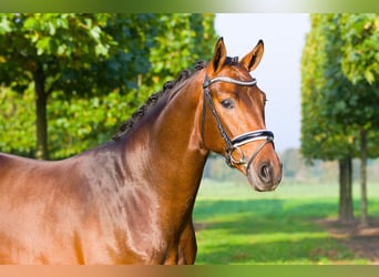 Oldenburgo, Semental, 10 años, 170 cm, Castaño oscuro