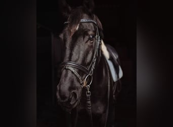 Oldenburgo, Semental, 10 años, 175 cm, Negro