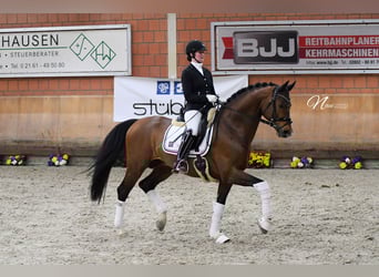 Oldenburgo, Semental, 11 años, 170 cm, Castaño
