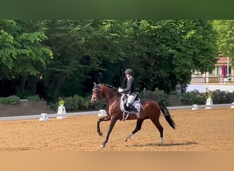 Oldenburgo, Semental, 11 años, 170 cm, Castaño