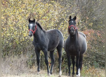 Oldenburgo, Semental, 1 año, 140 cm, Tordo