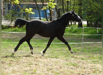 Oldenburgo, Semental, 1 año, 147 cm, Tordo