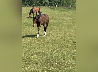 Oldenburgo, Semental, 1 año, 168 cm, Castaño