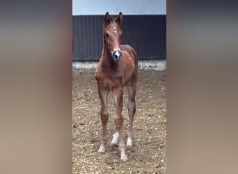 Oldenburgo, Semental, 1 año, 168 cm, Castaño claro