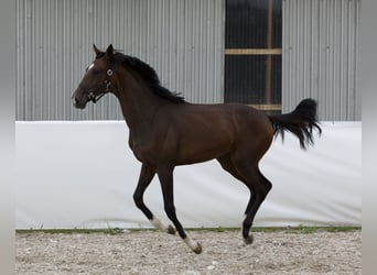 Oldenburgo, Semental, 1 año, 168 cm, Castaño oscuro