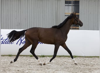 Oldenburgo, Semental, 1 año, 168 cm, Castaño oscuro