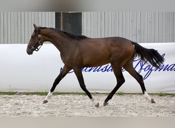 Oldenburgo, Semental, 1 año, 168 cm, Castaño oscuro