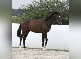 Oldenburgo, Semental, 1 año, 168 cm, Castaño oscuro