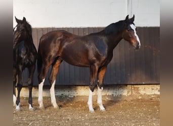 Oldenburgo, Semental, 1 año, 169 cm, Castaño oscuro