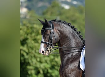 Oldenburgo, Semental, 1 año, 169 cm, Castaño oscuro