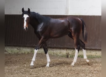 Oldenburgo, Semental, 1 año, 169 cm, Castaño oscuro
