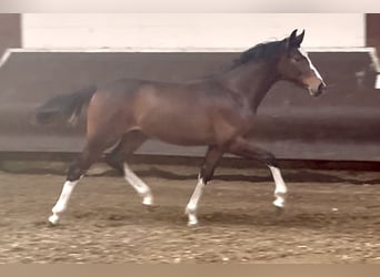 Oldenburgo, Semental, 1 año, 169 cm, Castaño oscuro