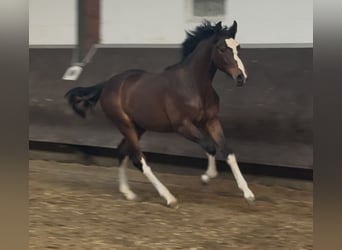 Oldenburgo, Semental, 1 año, 169 cm, Castaño oscuro