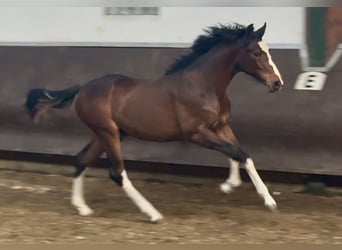 Oldenburgo, Semental, 1 año, 169 cm, Castaño oscuro