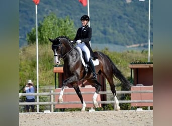 Oldenburgo, Semental, 1 año, 169 cm, Castaño oscuro