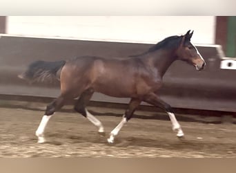 Oldenburgo, Semental, 1 año, 169 cm, Castaño oscuro