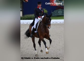 Oldenburgo, Semental, 1 año, 169 cm, Castaño oscuro