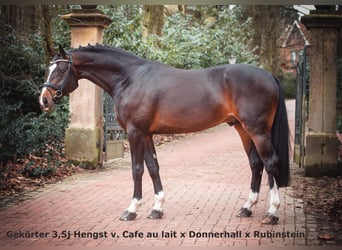 Oldenburgo, Semental, 1 año, 169 cm, Castaño oscuro