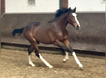 Oldenburgo, Semental, 1 año, 169 cm, Castaño oscuro