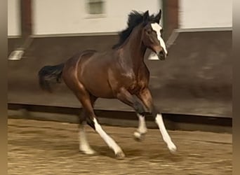 Oldenburgo, Semental, 1 año, 169 cm, Castaño oscuro