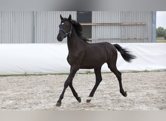 Oldenburgo, Semental, 1 año, 169 cm, Negro