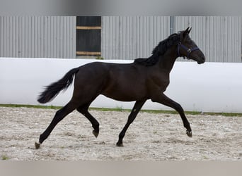 Oldenburgo, Semental, 1 año, 169 cm, Negro