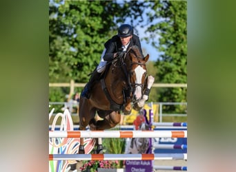 Oldenburgo, Semental, 1 año, 170 cm, Alazán