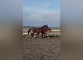 Oldenburgo, Semental, 1 año, 170 cm, Alazán