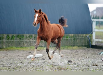 Oldenburgo, Semental, 1 año, 170 cm, Alazán