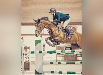 Oldenburgo, Semental, 1 año, 170 cm, Alazán