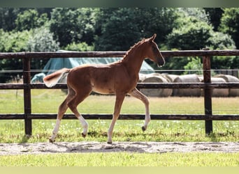Oldenburgo, Semental, 1 año, 170 cm, Alazán-tostado