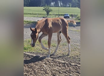 Oldenburgo, Semental, 1 año, 170 cm, Alazán-tostado